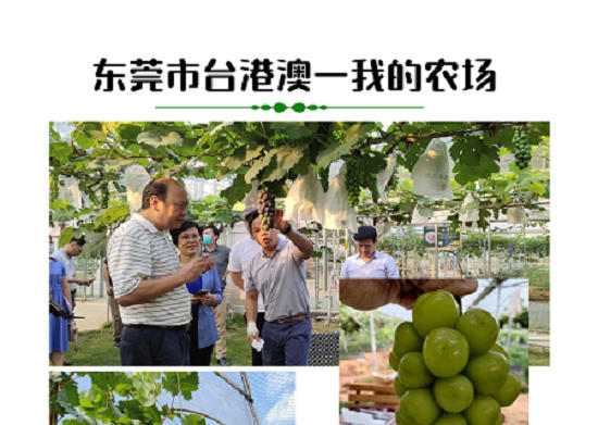 东莞我的农场葡萄种植